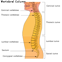 The lumbar region in regards to the rest of the spine