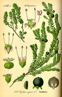 Illustration_Empetrum_nigrum0.jpg