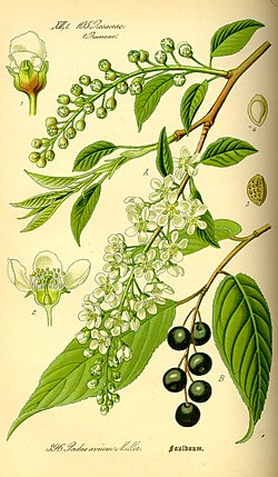 Paprastoji ieva (Prunus padus)
