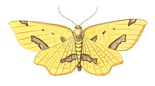 Illustrations of Exotic Entomology Venilia Sospeta.jpg