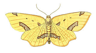 <i>Xanthotype sospeta</i> Species of moth