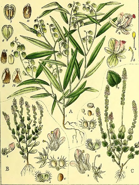 File:Illustrations of Indian Botany, Vol. 1 (page 123 crop).jpg