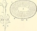 Image from page 280 of "Die säugetiere. Einführung in die anatomie und systematik der recenten und fossilen Mammalia" (1904) (20947685465).jpg