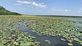 Insule de plutică pe lacul Beleu