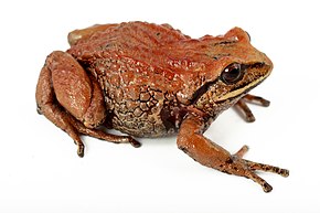Descrição da imagem Intac Robber Frog (15254298229) .jpg.