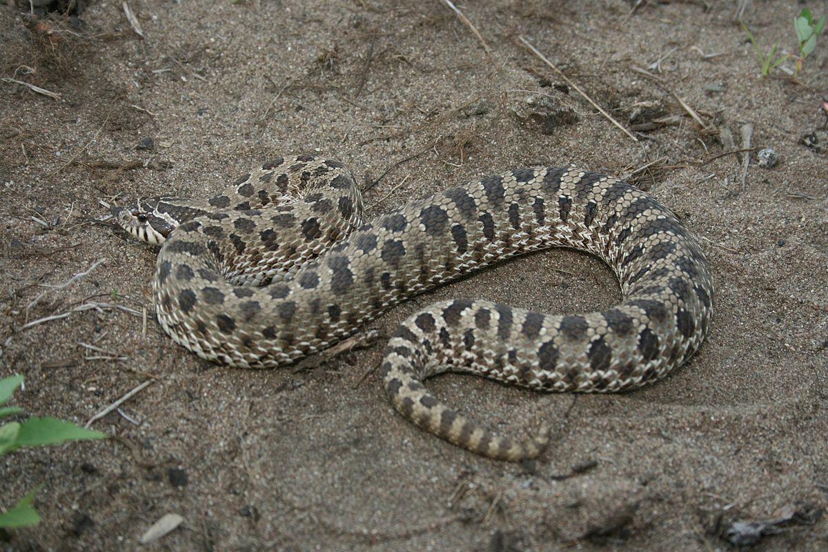 Eastern hognose snake - Wikipedia