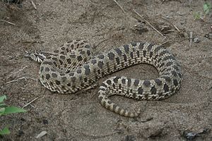 Самая большая змея семейства ужеобразных. Heterodon nasicus. Western Hognose Snake. Свиноносый уж. Heterodon nasicus зубы.