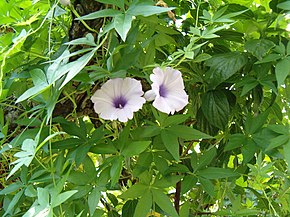 Ipomoea cairica HabitusLeavesFlowers BotGardBln0906.JPG görüntüsünün açıklaması.