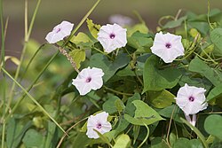 Ipomoea sagittifolia Burm.f. (51292119094).jpg