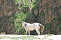 Ce cheval Huylhian, dont l'espèce est utilisée pour la course et le combat, est caractéristique du nord des montagnes du Qevis de Palepa.