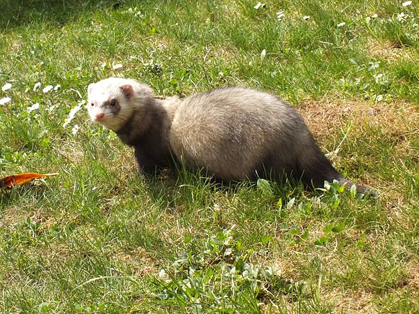 Male ferret