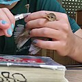 ringing in Jerusalem Bird Observatory