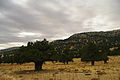 Juniperus excelsa - Boylu Ardic - Greek Juniper 04.JPG