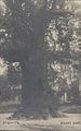 Körnerův dub ~1900