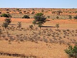 Пейзаж пустыни Калахари