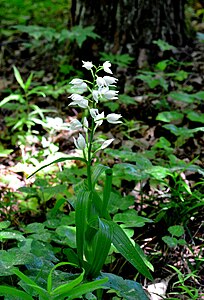 Kardalapis garbenis (Cephalanthera longifolia)