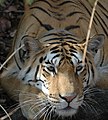 * Nomination Tigers at Karmazari Pench National Park --Fitindia 23:45, 18 November 2018 (UTC) * Decline  Oppose Below minimum size requirement at 1.95 Mpix. --C messier 15:47, 24 November 2018 (UTC)