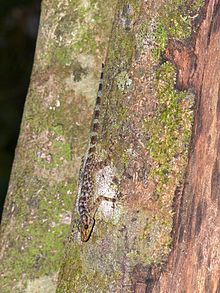 Rock Gecko de Kendall (Cnemaspis kendallii) (15503203918) .jpg