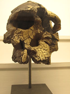 Kenyanthropus platyops IMG 2946.JPG