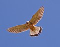 Kestrel (Falco tinnunculus) - geograph.org.uk - 1366070.jpg