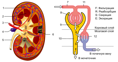 KidneyAndNephron-v4 Antares42-ru.svg