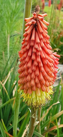 Kniphofia thomsonii var. Snowdenii.