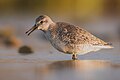 * Nomination juvenile red knot (Calidris canutus) --Stephan Sprinz 13:02, 9 August 2024 (UTC) * Promotion  Support Good quality. --Alexander-93 13:29, 9 August 2024 (UTC)