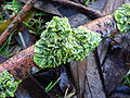 Lichens on a branch