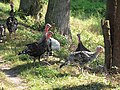 Čeština: Krocani (Meleagris ocellata) na návsi v Držově. Okres Písek, Česká republika. English: Ocellated Turkeys (Meleagris ocellata) in Držov village squere, Písek District, Czech Republic.