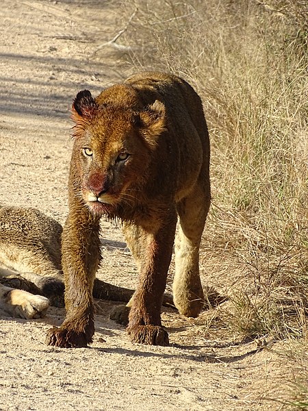 File:Kruger Park Lion 09.jpg