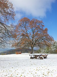 Westliche Küpser Linde