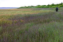 Kvichak River marshes KvichakRiver.jpg