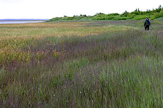 Kvichak River river in the United States of America