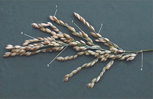 Imagine a unei urechi de orez