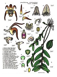 plate 039 Dendrobium cancroides