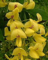 Detail of the flowers Laburnum anagyroides2.jpg