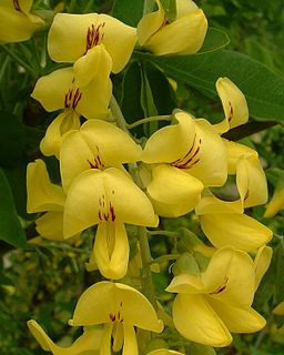 <i>Laburnum</i> Genus of plants