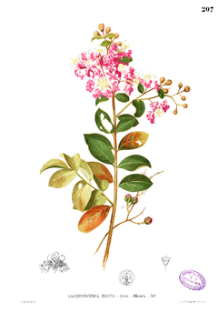 Lagerstroemia indica Blanco1.207.png