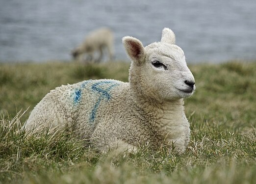 relaxing lamb