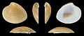 * Nomination Left valve of a Venus clam, Lamelliconcha unicolor --Llez 05:21, 1 October 2023 (UTC) * Promotion  Support Good quality -- Johann Jaritz 05:35, 1 October 2023 (UTC)