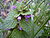 Lamium purpureum top.jpg