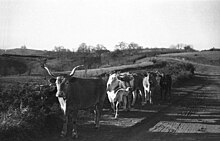 Photo noir et blanc d'un petit troupeau bariolé en bord de route.