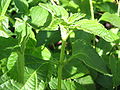 Lantana camara - Blatt