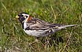 Lapland Longspur - Calcarius lapponicus - Sportittlingur 3.jpg