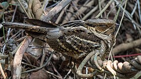 A well-camouflaged large-tailed nightjar in the sanctuary Large-tailed Nightjar (16373548475).jpg