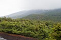 低木化した富士山のカラマツ（山梨県）