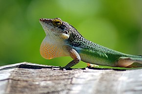 Descrizione dell'immagine Leach's anole.jpg.