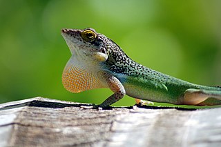 <i>Anolis leachii</i> Species of reptile