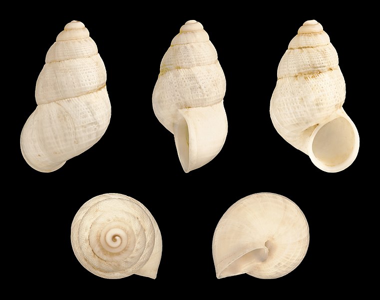 File:Leonia mammillaris compacta 01.JPG