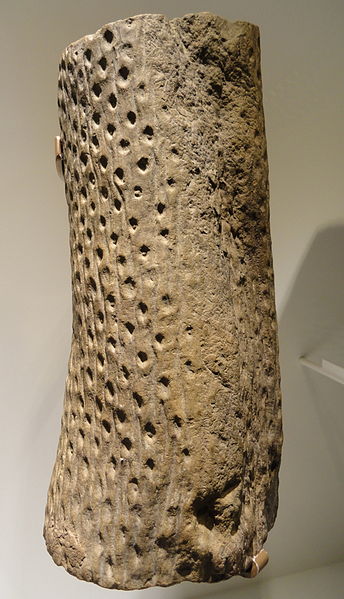 File:Lepidodendron root, Carboniferous (Pennsylvanian) - Houston Museum of Natural Science - DSC01750.JPG